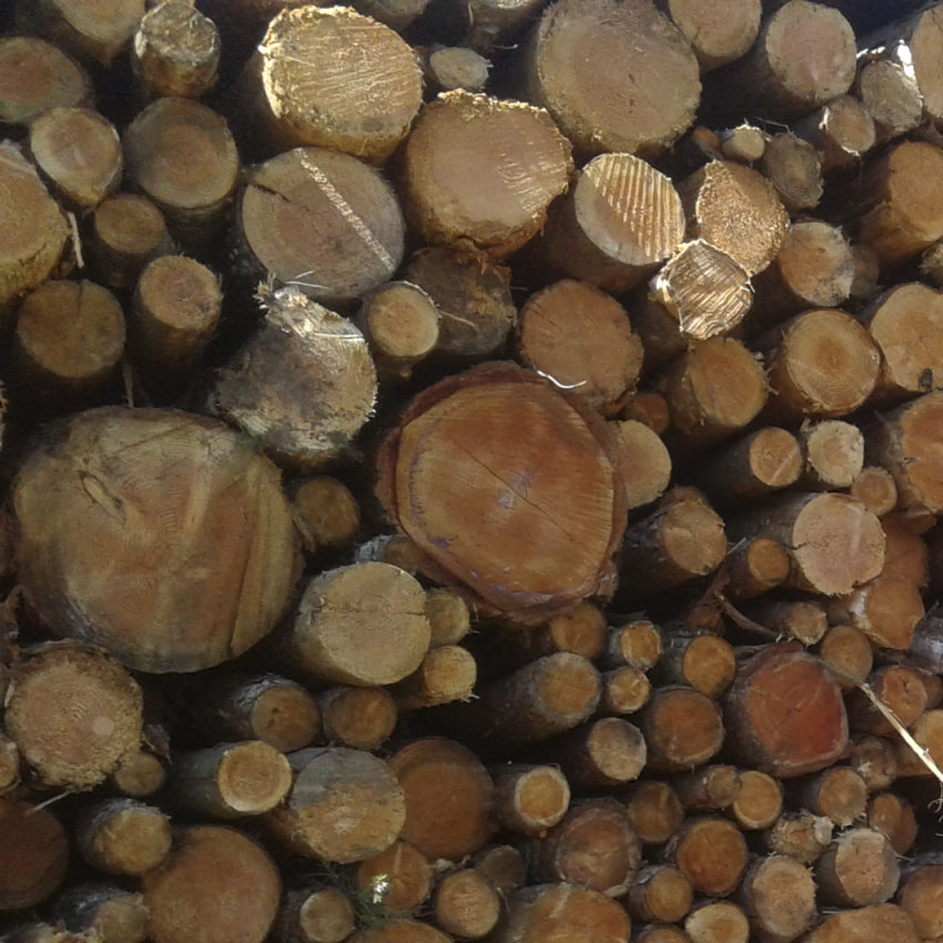 vente de bois