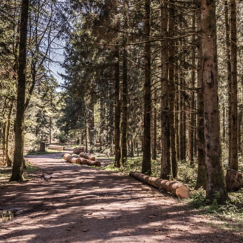 Visite de la forêt et préparation d'un lot de bois