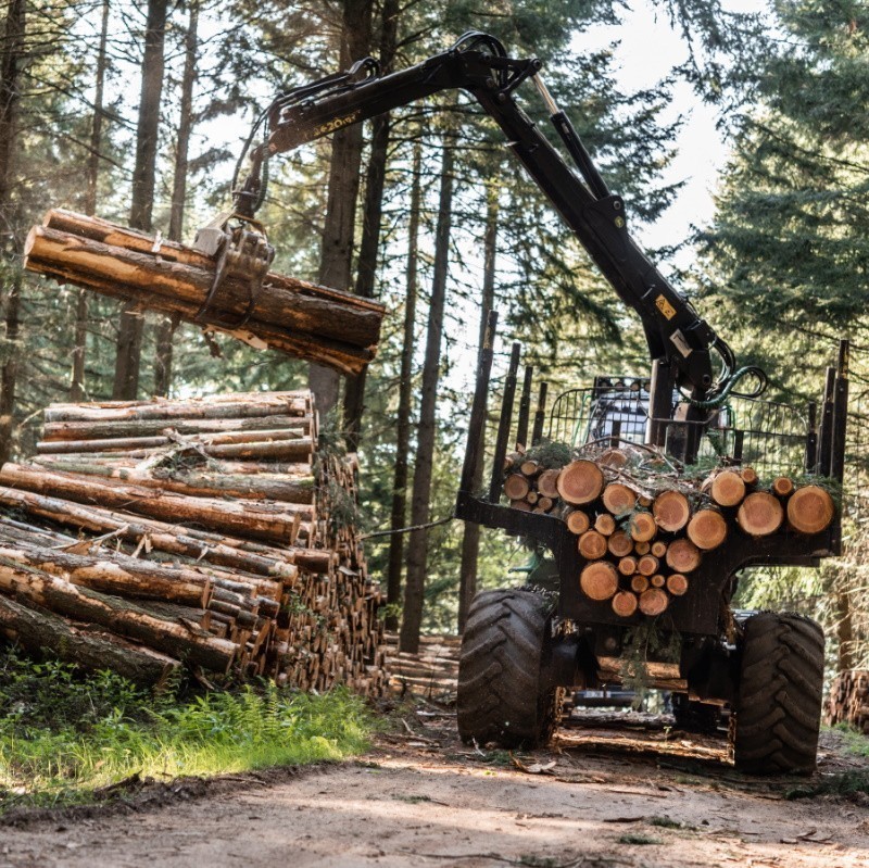 Débardage de douglas en forêt