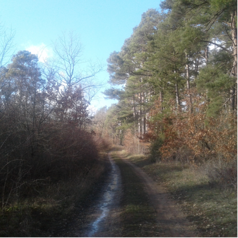 Forêt feuillue et résineuse