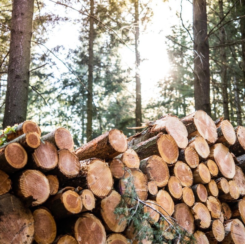 Bois rond douglas en forêt