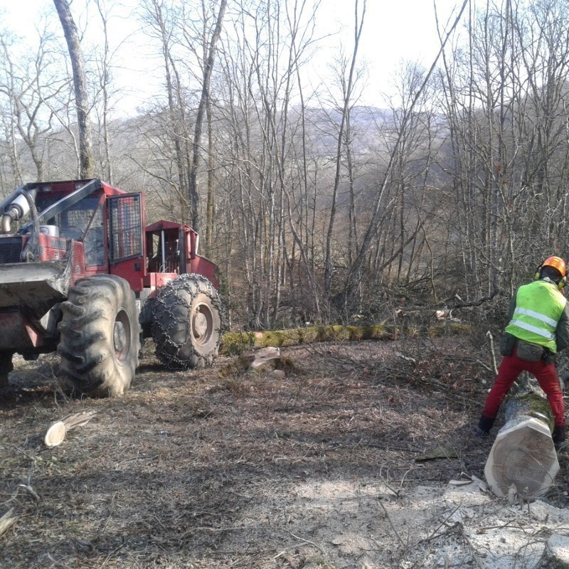 Exploitation forestière de chênes