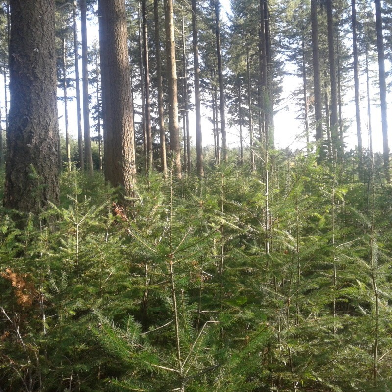 Régénération naturelle de douglas