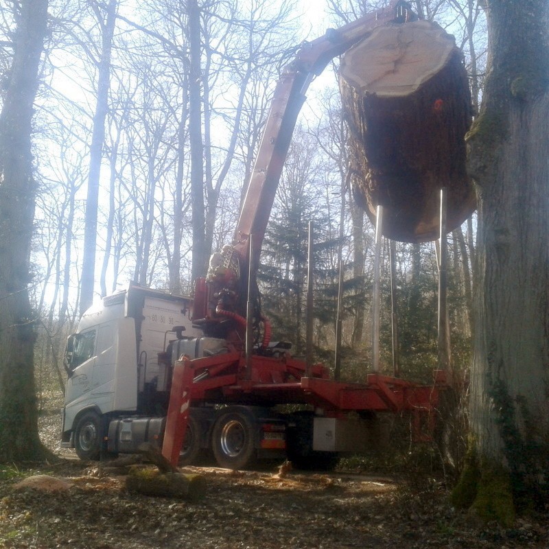 Chargement d'un Sequoia par un grumier