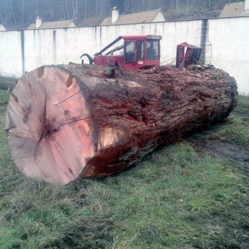 Débardage d'un Sequoia