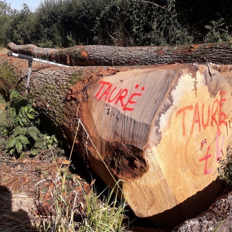 Une grume de chêne vendue par Taurë