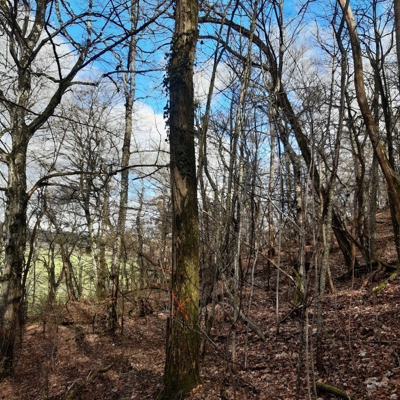 Grume d'acacia sur pied