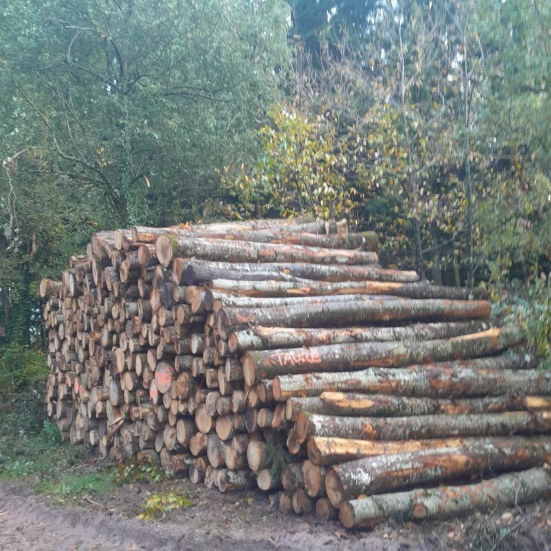 Bois de chauffage chêne rouge 4m