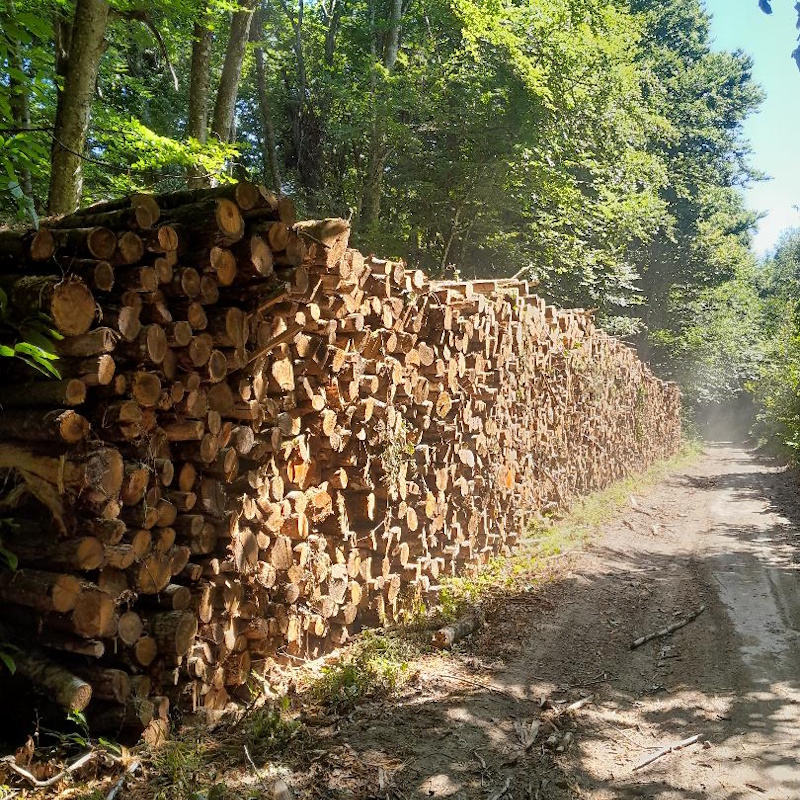 Châtaignier 2m La Certenue