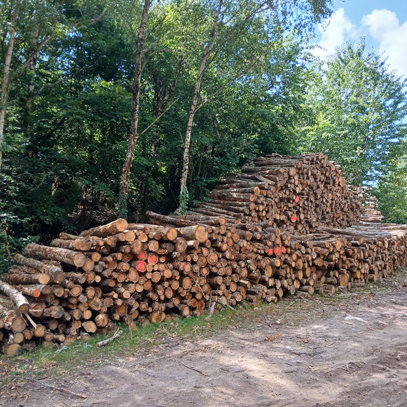 Bois de chauffage chêne châtaignier merisier