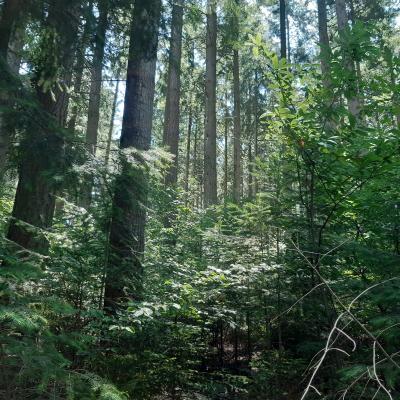 Une forêt mélangée feuillus et résineux