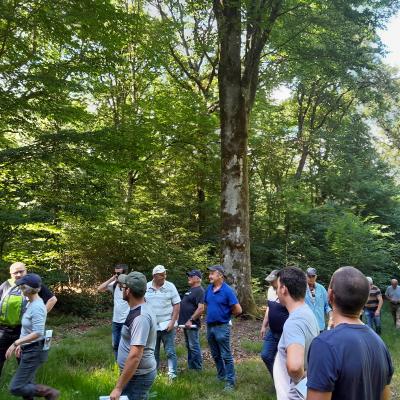 Derrière les participants, le plus gros hêtre de la forêt