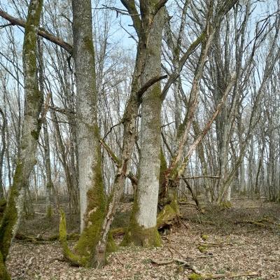 Vieille forêt Nivernaise