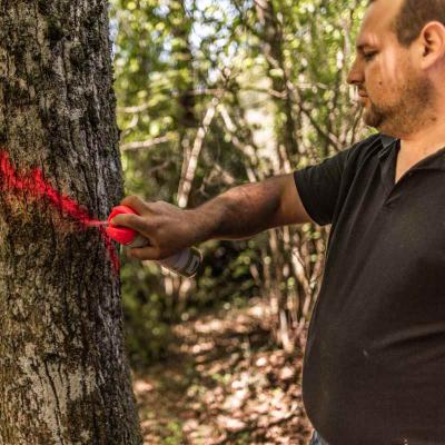 Romain Rozand marque le bois de chauffage en vue d'obtenir une futaie irrégulière