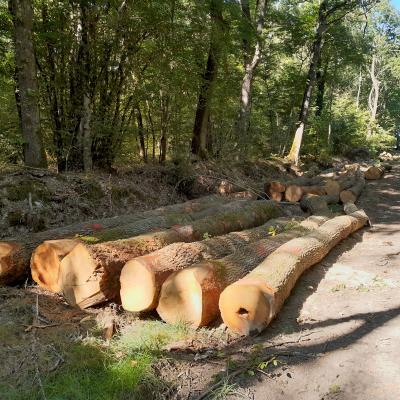 Comment retrouver le propriétaire d'une parcelle de bois