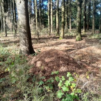 Le Schéma Régional de Gestion Sylvicole de Bourgogne Franche-Comté 2024 - Fourmilière