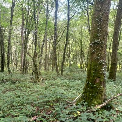 Forêt d'Issy l'Evêque en Saône et Loire
