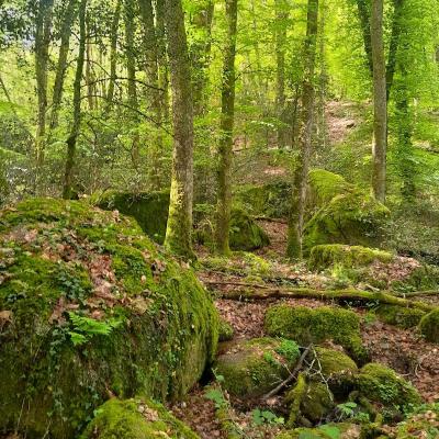 Futaie de hêtre et chaos rocheux dans le Morvan