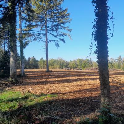 Broyage préparatoire à la plantation suite à un peuplement dépérissant