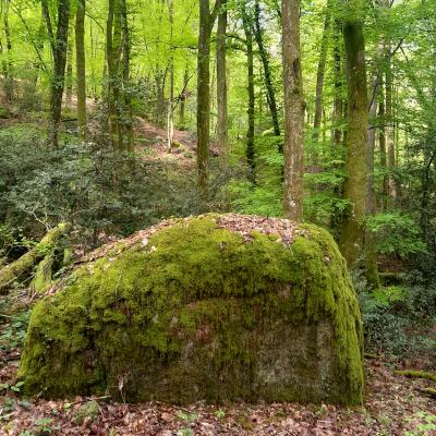 Une forêt multifonctionnelle