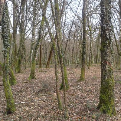 Taillis simple marqué pour une éclaircie