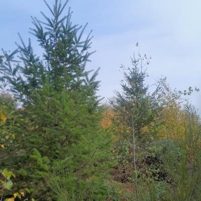 Les douglas de la plantation de Saint Laurent d'Andenay