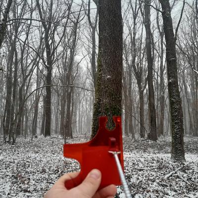 Mesure de surface terrière d'un peuplement de chêne 1m2