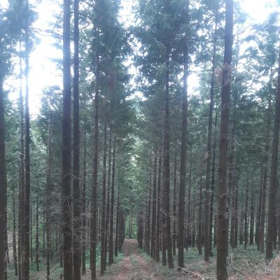 Douglas de Montchanin