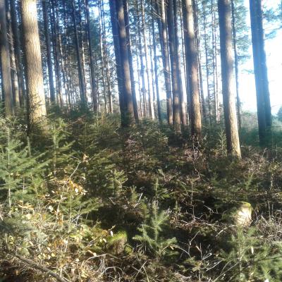 Gros douglas et régénération naturelle à Dompierre les Ormes