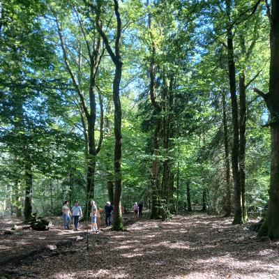 Vieux bois en forêt