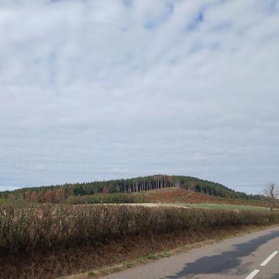 Une montagne de douglas en train de sécher