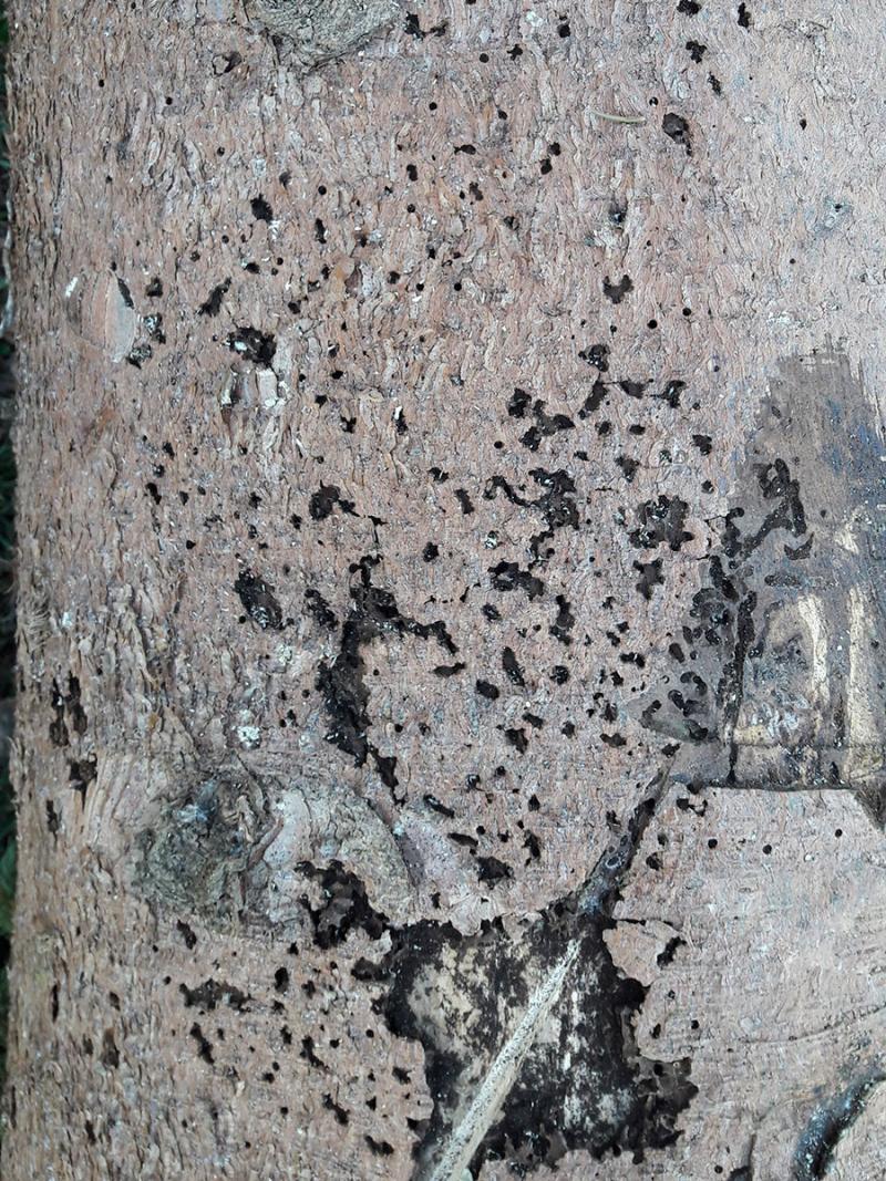 Écorce épicéa commun scolyté