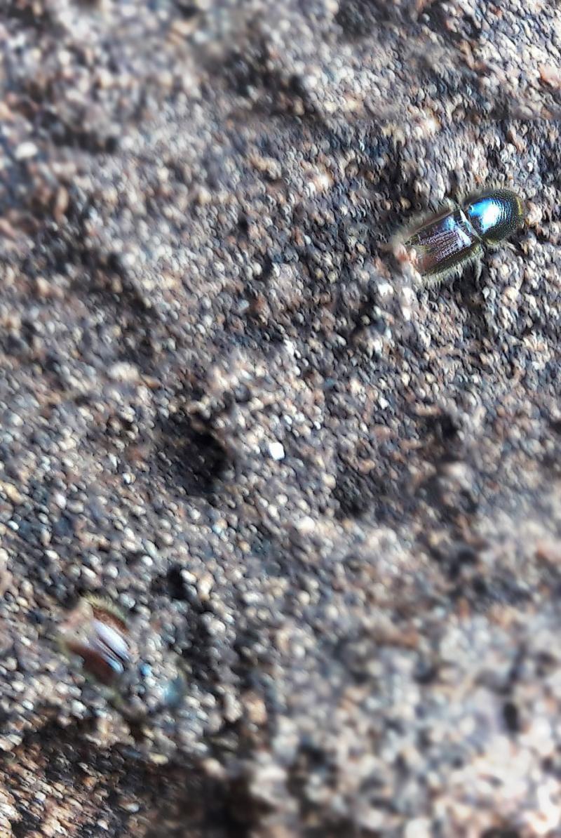 Insecte Scolyte Bostryche sur épicéa commun