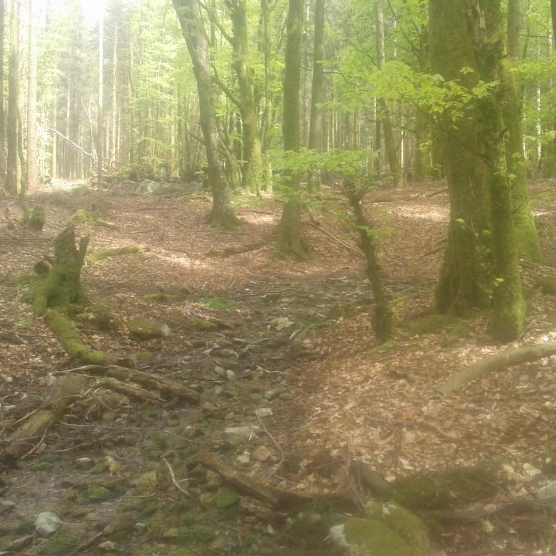 Réalisation d'un plan simple de gestion en Morvan