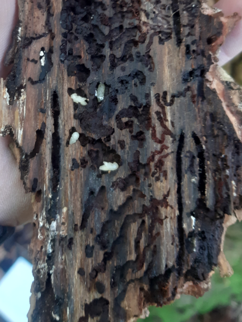 Larve Scolyte Bostryche insecte en formation