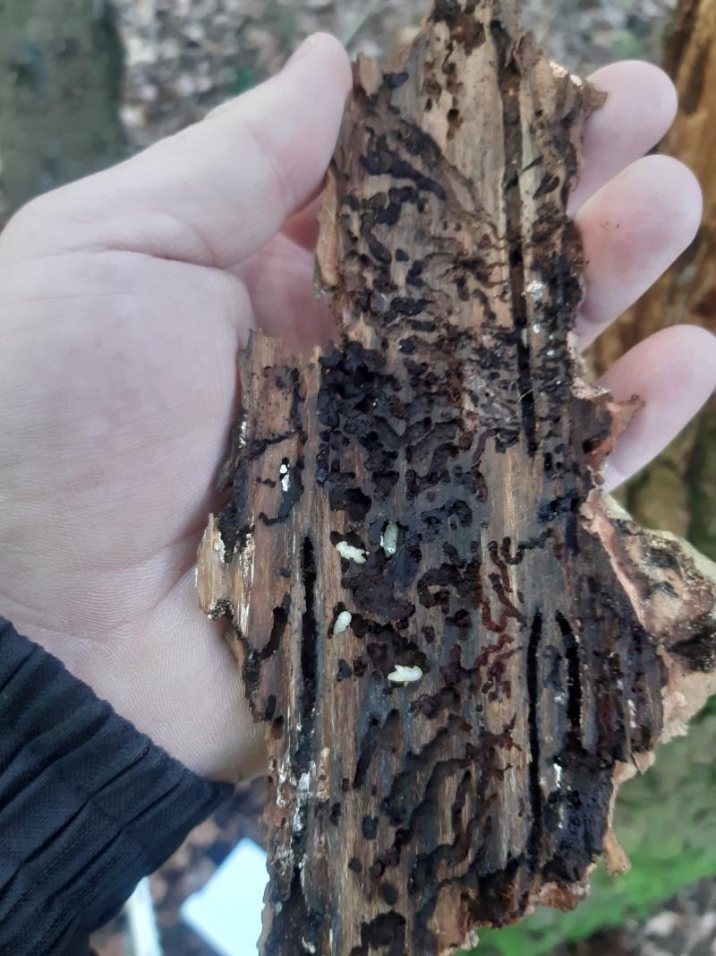 Larve Scolyte Bostryche intérieur d'écorce