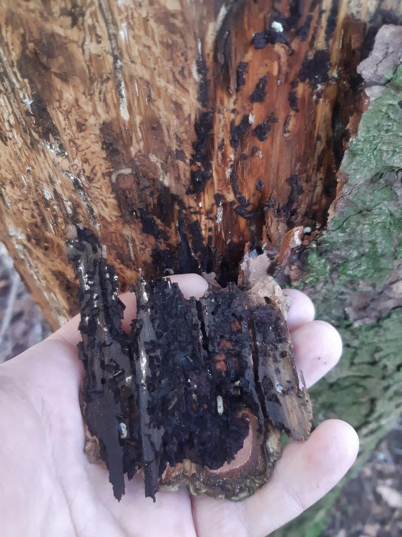 Scolyte Bostryche sur épicéa commun sur l'arbre et dans l'écorce