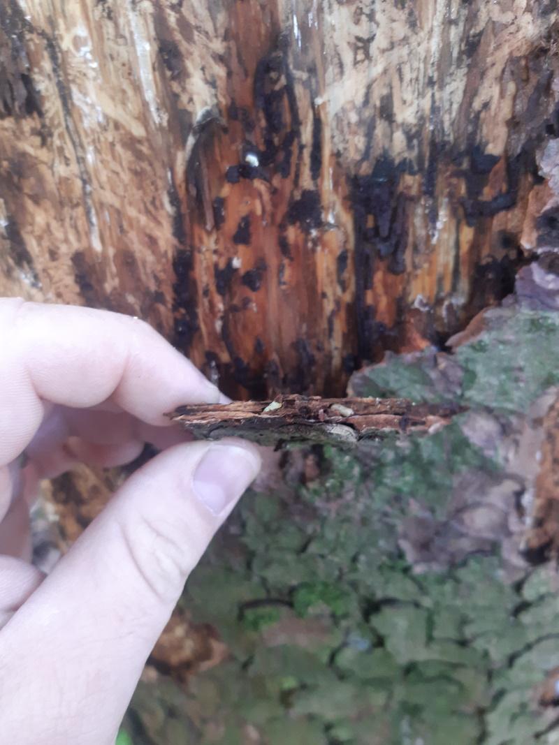Larve Scolyte Bostryche écorceen tranche
