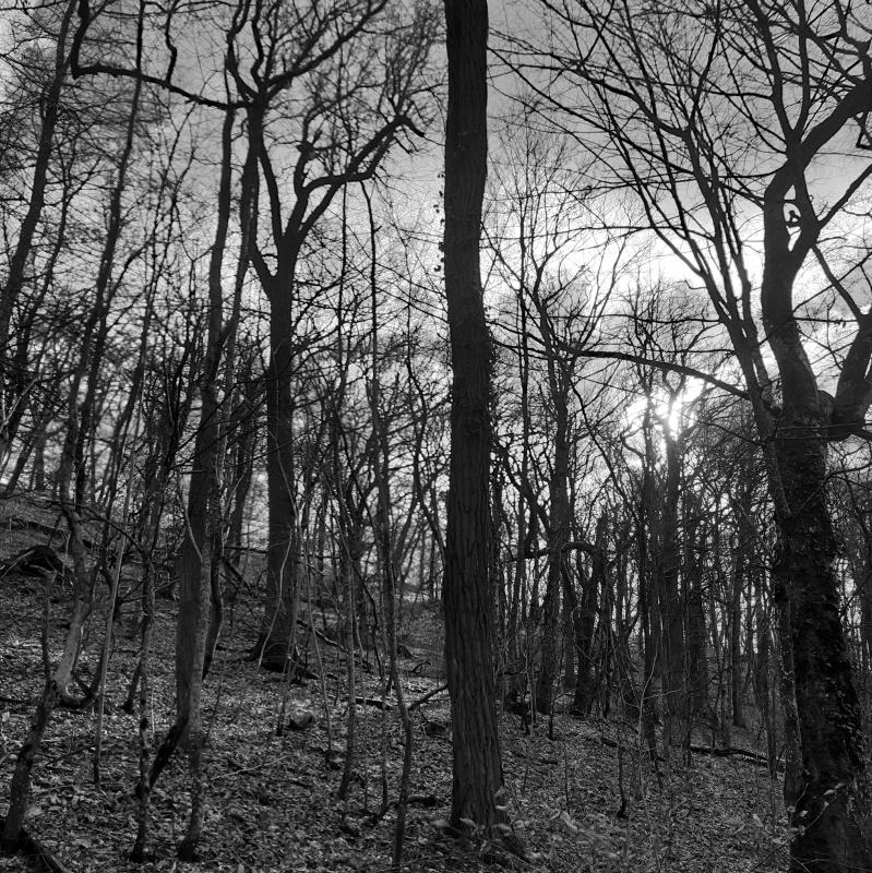 Peuplement mélangé chêne, robiner faux acacia, hêtre