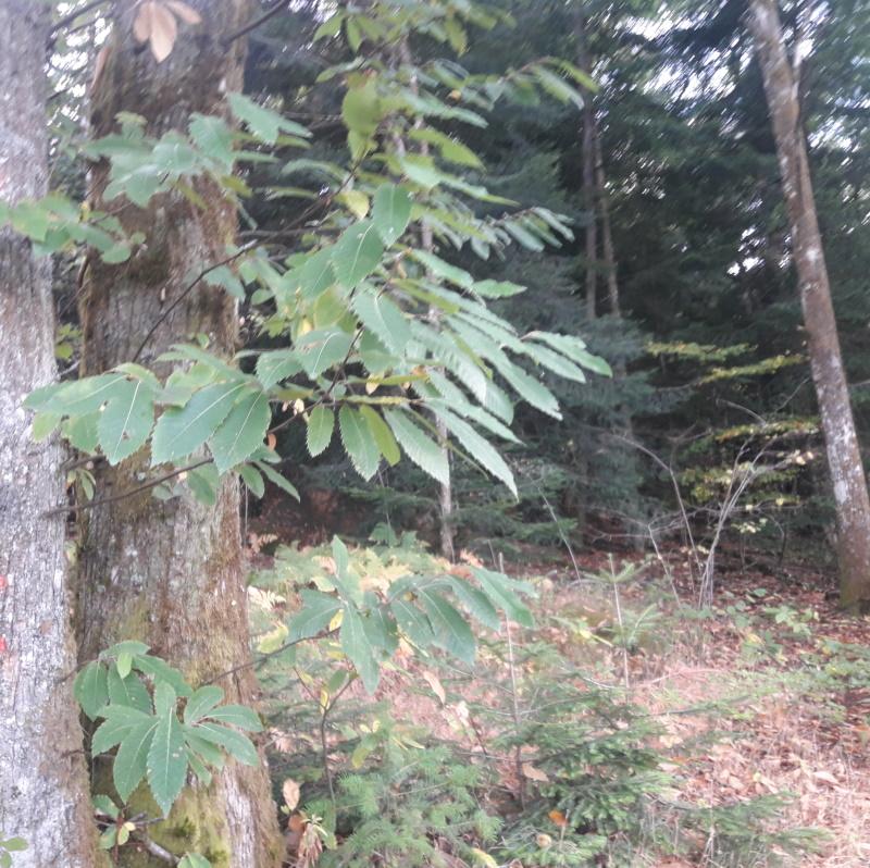 Peuplements mélangé feuillus et résineux