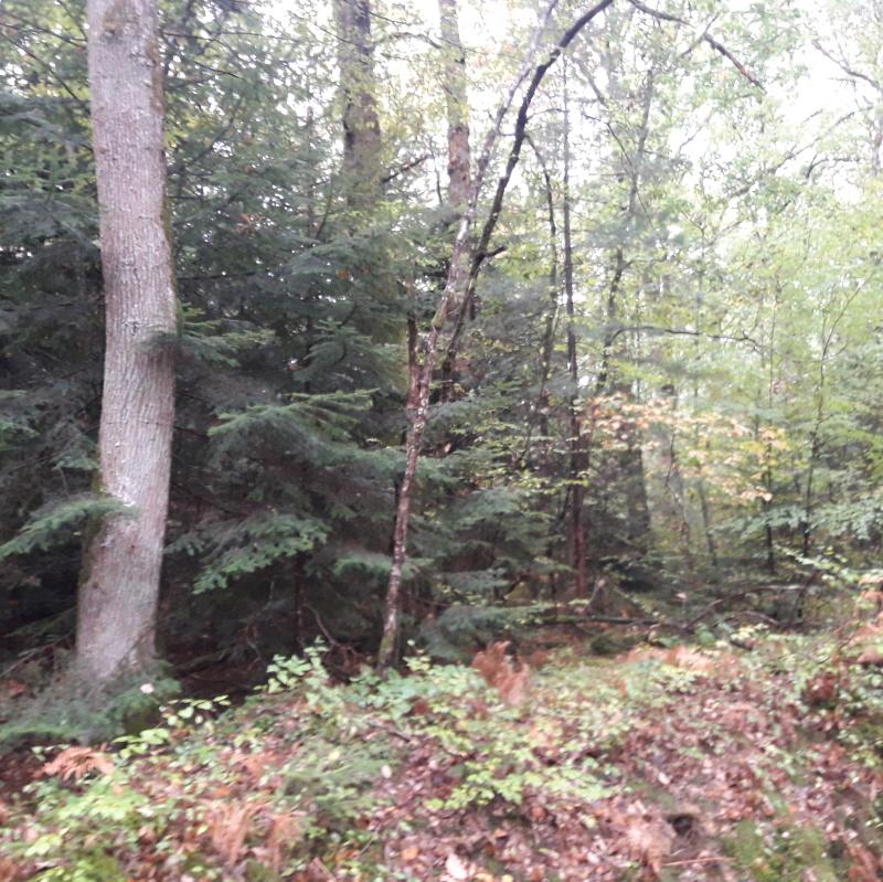 Peuplement mélangé chêne, sapin pectiné