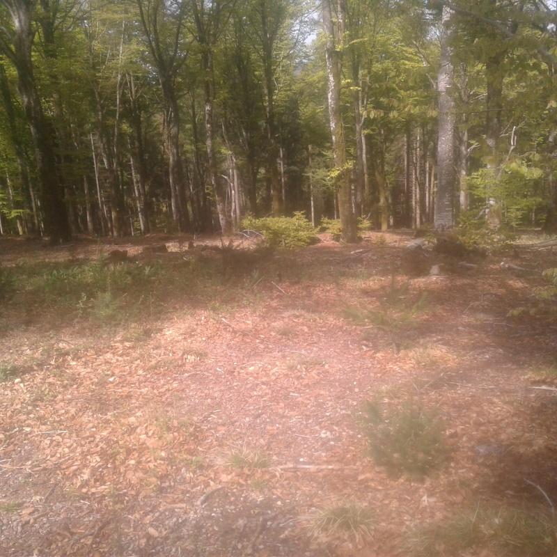 Peuplement mélangé hêtre, douglas