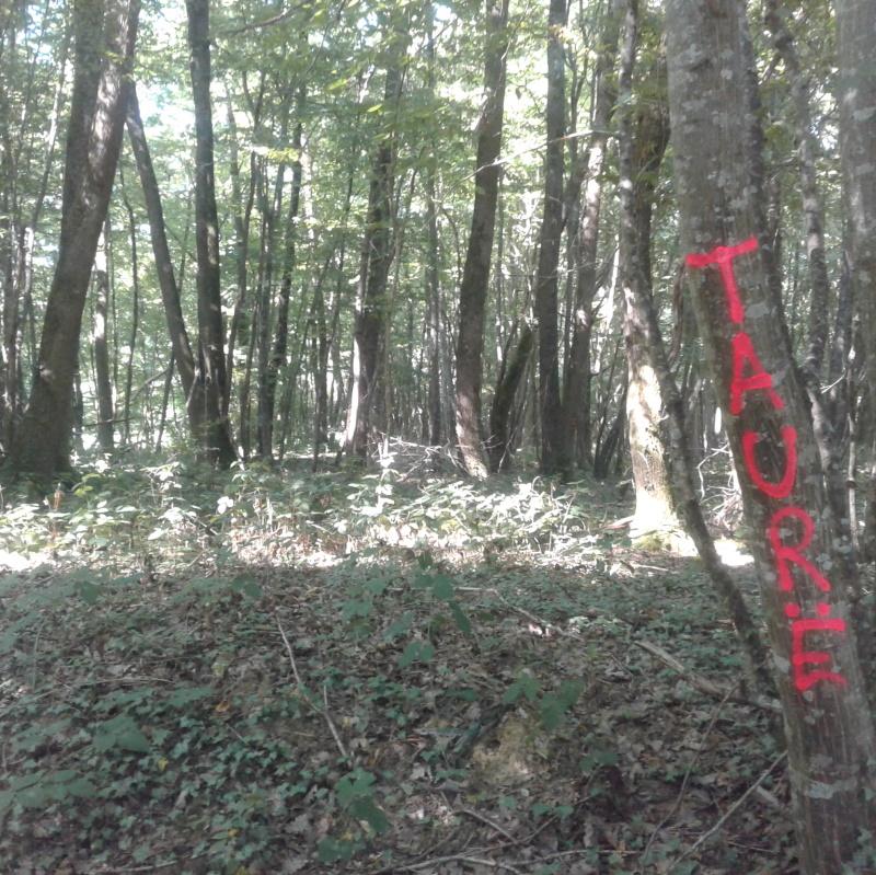 Peuplement mélangé chêne, charme