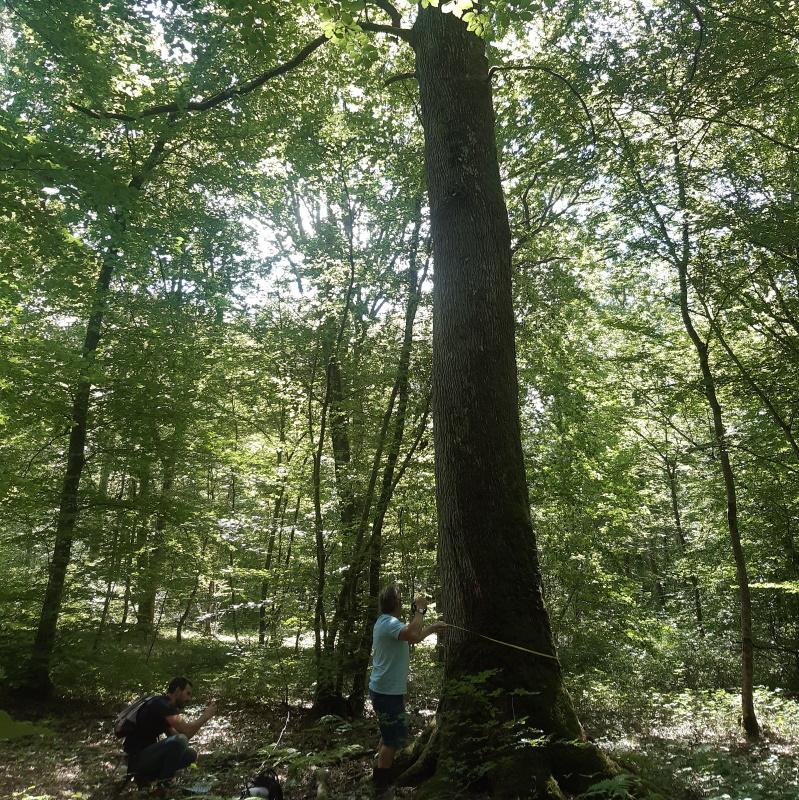 Les très gros bois favorisent la biodiversité