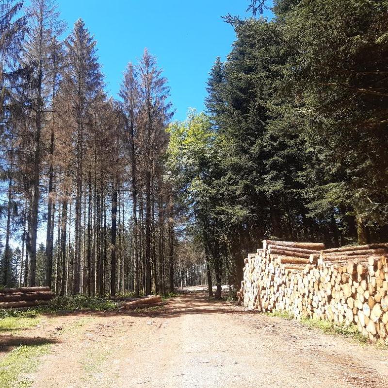 Epicéas scolytés et piles de bois épicéas