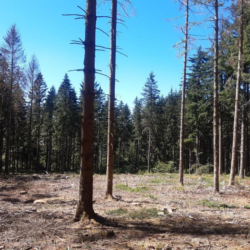 Coupe d'épicéas scolytés