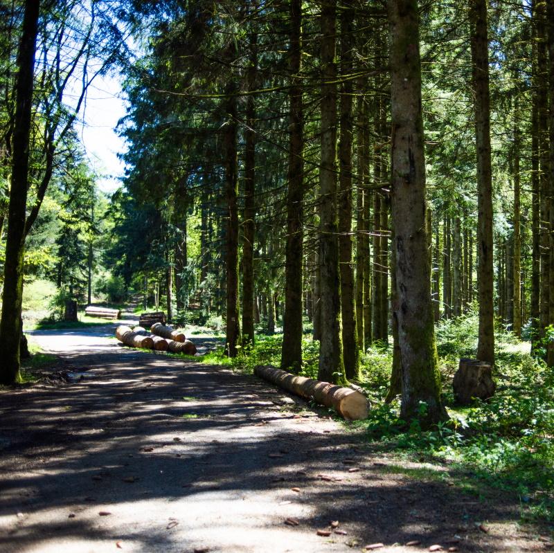 Visite d'une propriété forestière