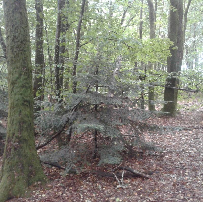 Découverte d'une parcelle forestière