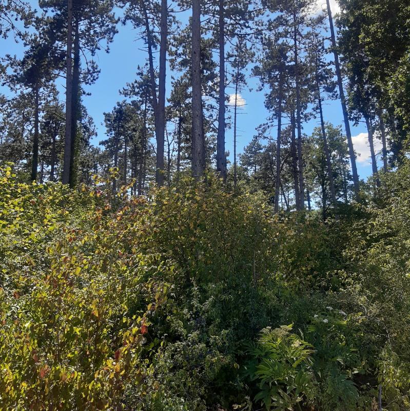 Visite de forêt feuillus résineux