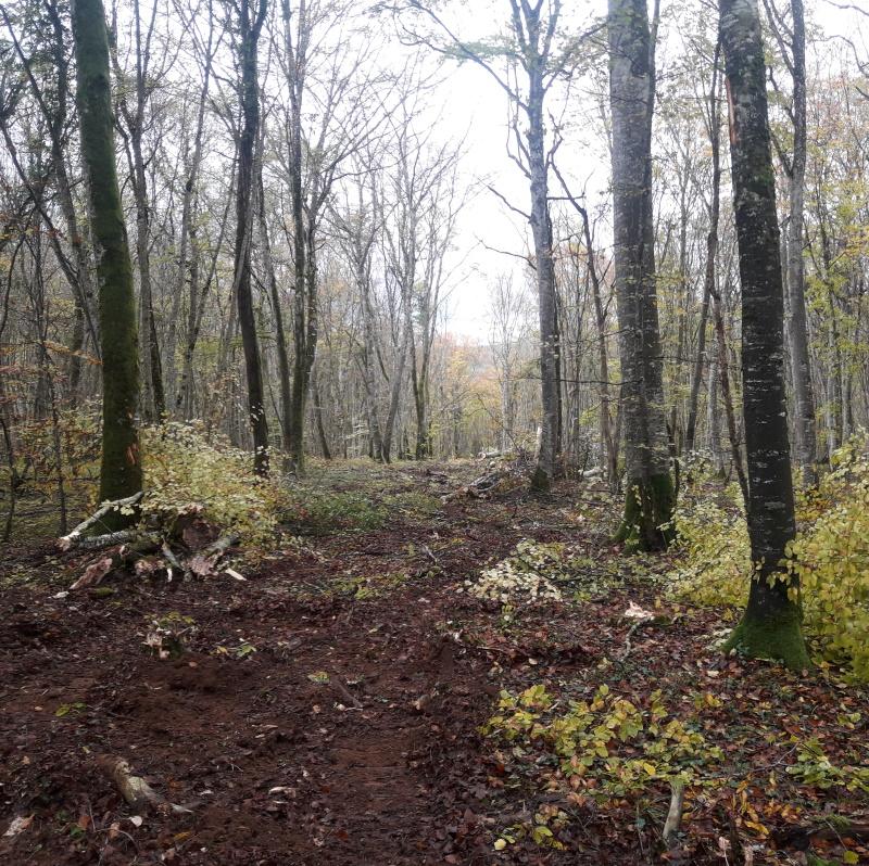 Cloisonnement d'exploitation forestière